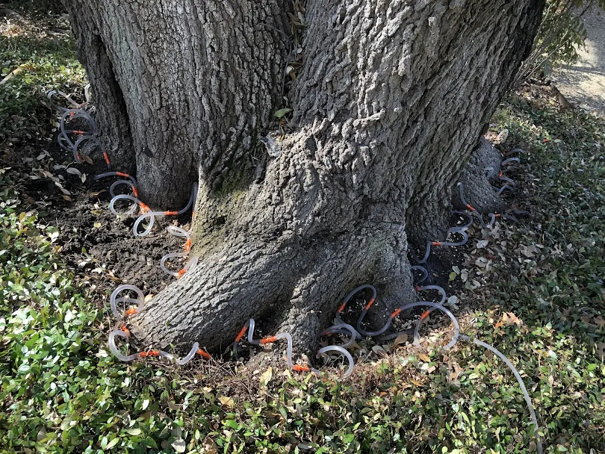 Detailed Tree Cabling and Bracing job site in Stewartsville