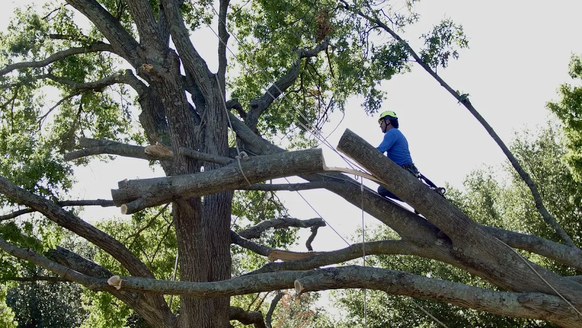 Professional Hazardous Tree Removal performed by certified arborists in Stewartsville