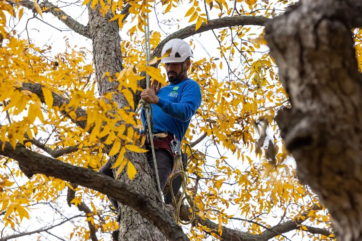 Skilled Tree Planing crew working in Stewartsville